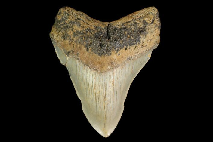 Serrated, Fossil Megalodon Tooth - North Carolina #147495